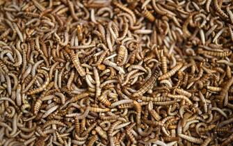 January 15, 2018 - Wien, Vienna, Wien, Vienna, ‚Äìsterreich, Austria - insektenessen.at offers insects cooking courses in Vienna, Austria. Picture taken on 15 th January 2018. PICTURE: mealworms (Credit Image: ¬© Helmut Fohringer/APA Picturedesk via ZUMA Press)