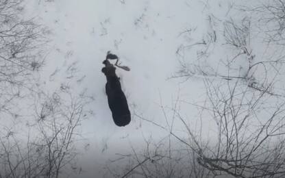 Canada, drone riprende un alce che perde entrambi i palchi. VIDEO 