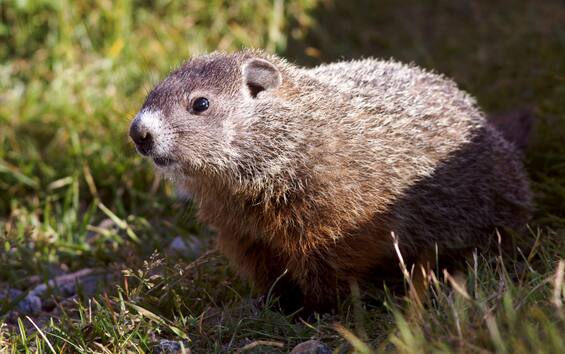 Canada, no Groundhog Day: Fred died in the den