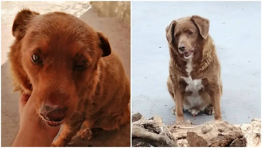 Bobi, 30 anni, il cane più anziano di sempre entra nel Guinness dei primati