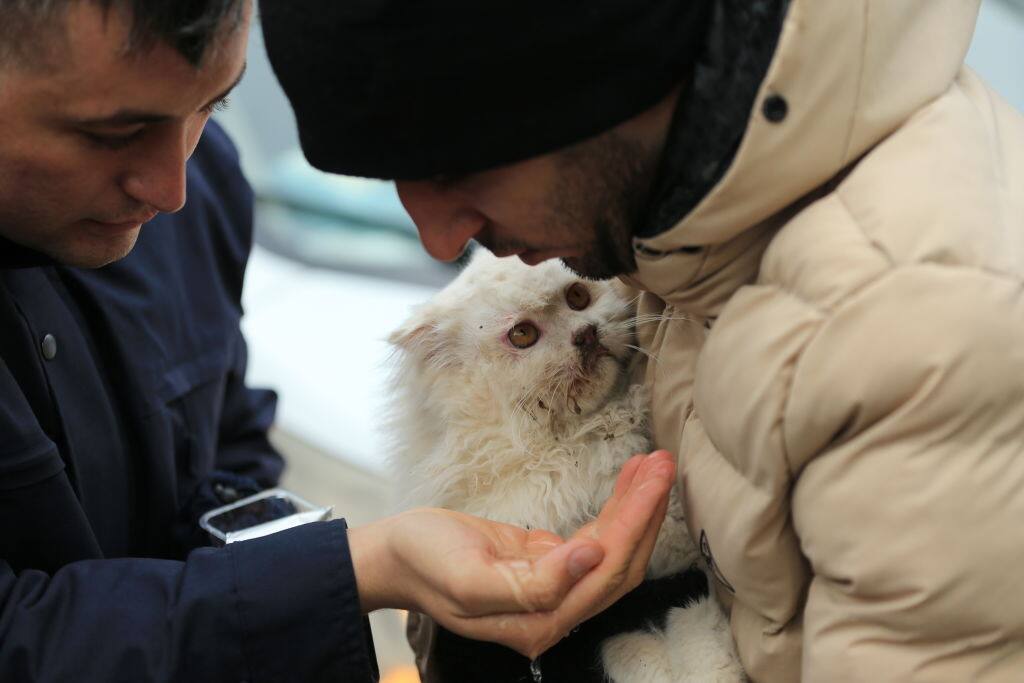 Il gatto salvato dopo il sisma tra Turchia e Siria
