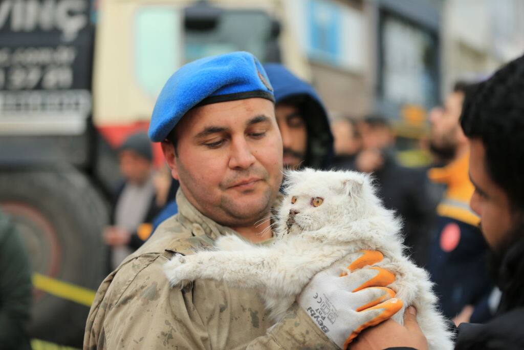 Il gatto salvato dopo il terremoto in Turchia
