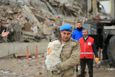 Terremoto Turchia, gatto salvato sotto macerie di centro commerciale