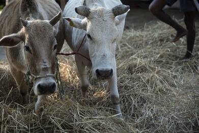 India, inedito invito per San Valentino: "Abbracciamo le vacche"