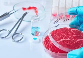 Meat sample in open disposable plastic cell culture dish in modern laboratory or production facility. Concept of cultured meat, cellular agriculture,