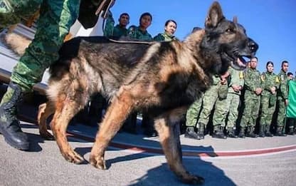 Terremoto Turchia, cane morto di fatica dopo aver salvato due persone