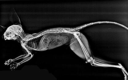 Tartarughe, serpenti e pinguini ai raggi x: foto dallo zoo di Londra