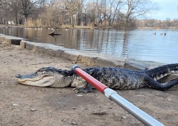 Usa, alligatore di un metro e mezzo catturato in un parco a Brooklyn
