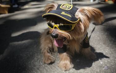 Portrait of a dog dressed up as a baseball player at a costume parade during carnival in Caracas, Venezuela on February 19, 2023. (Photo by Javier Campos/NurPhoto via Getty Images)