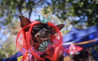 Portrait of a dog dressed up as the Little Mermaid at a costume parade during carnival in Caracas, Venezuela on February 19, 2023. (Photo by Javier Campos/NurPhoto via Getty Images)