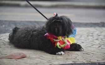 1247097485 RIO DE JANEIRO, BRAZIL - FEBRUARY 12: A dog, wearing costume, is seen during O Blacao, Carnival of dogs, which pet dogs parade along the seafront of Copacabana for 19 years , in Rio de Janeiro, Brazil on February 12, 2023. Copacabana seafront to be filled with dogs with various costumes. (Photo by Fabio Teixeira/Anadolu Agency via Getty Images)