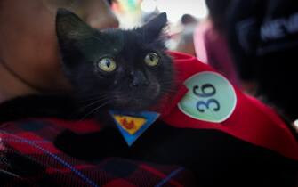 Portrait of a cat dressed as a superhero at a costume parade during carnival in Caracas, Venezuela on February 19, 2023. (Photo by Javier Campos/NurPhoto via Getty Images)