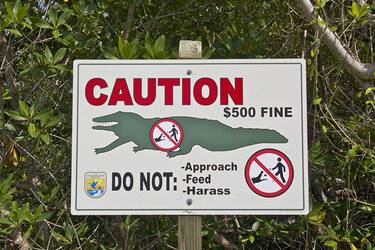 A 'Caution' sign on the side of a road at the J.N. (Ding) Darling National Wildlife Refuge on Sanibel Island, Florida USA - July 25, 2012
