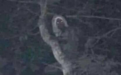 Messico, presidente Obrador pubblica foto di un “elfo”