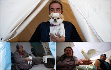 Terremoto Turchia, nelle tendopoli i sopravvissuti e i loro animali