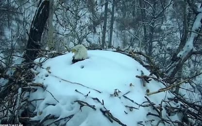 Aquila protegge il nido dalla neve, le immagini dal Minnesota. VIDEO