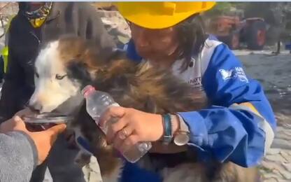 Sisma Turchia, cane estratto vivo dalle macerie dopo 22 giorni. VIDEO