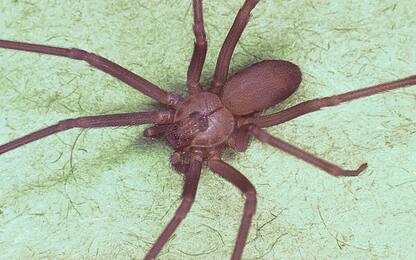 Sydney, ragazza trova ragno velenoso in casa e lo "adotta"