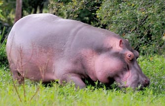 epa01792664 A handout photo provided by the Don Juan Magazine on 12 July 2009 shows one of the hippopotamus imported by late Colombian drugdealing boss, Pablo Escobar, to his famous farm called 'Hacienda Napoles' in Puerto Berrio, Antioquia department, Colombia.  The Escobar's hippopotamus are under death alert due to government's authorization to hunting them, which resulted into hard criticism from the animal rights defenders.  EPA/JULIAN LINEROS / DON JUAN MAGAZINE HANDOUT EDITORIAL USE ONLY EDITORIAL USE ONLY