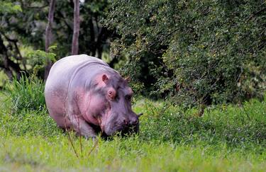 epa01792665 A handout photo provided by the Don Juan Magazine on 12 July 2009 shows one of the hippopotamus imported by late Colombian drugdealing boss, Pablo Escobar, to his famous farm called 'Hacienda Napoles' in Puerto Berrio, Antioquia department, Colombia. The Escobar's hippopotamus are under death alert due to government's authorisation to hunting them, which resulted into hard critics from the animals rights defenders. EPA/JULIAN LINEROS / DON JUAN MAGAZINE HANDOUT EDITORIAL USE ONLY