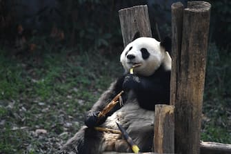 China, in the Jinan zoo the star is a giant panda.  PHOTO