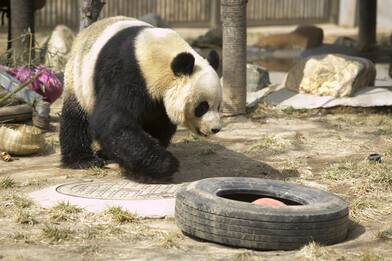 Il panda gigante Ya Ya ritorna in Cina dopo 20 anni negli Usa