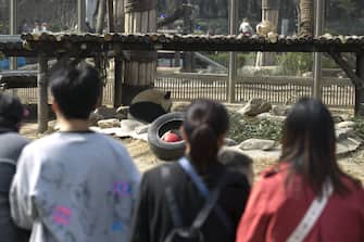 A giant panda takes a bath at Jinan Zoo, Jinan City, east China's Shandong Province, March 5, 2023. (Photo by ChinaImages/Sipa USA)