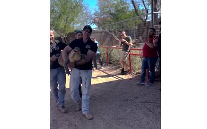 Usa, alligatore restituito a zoo: nato da uovo rubato 20 anni fa