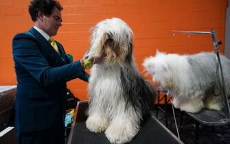 An Old English Sheepdog is groomed ahead of showing during the second day of the Crufts Dog Show at the Birmingham National Exhibition Center (NEC).  Picture date: Friday March 10, 2023.