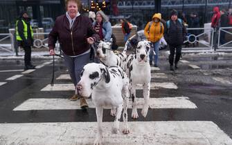 Harlequin Great Danes arrive ahead of the second day of the Crufts Dog Show at the Birmingham National Exhibition Centre (NEC). Picture date: Friday March 10, 2023.