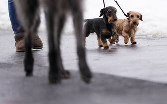 Wirehaired Dachshunds arrive ahead of the second day of the Crufts Dog Show at the Birmingham National Exhibition Center (NEC).  Picture date: Friday March 10, 2023.