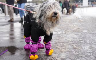 Dogs and owners arrive ahead of the second day of the Crufts Dog Show at the Birmingham National Exhibition Center (NEC).  Picture date: Friday March 10, 2023.