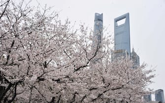 SHANGHAI, CHINA - MARCH 22: A view of blooming cherry blossoms at Pudong Century Avenue with the Jinmao Tower, the Shanghai Tower and the Shanghai World Financial Center in the background on March 22, 2022 in Shanghai, China.  (Photo by Yang Jianzheng/VCG via Getty Images)