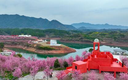 Cina, la fioritura degli alberi di ciliegio nella città di Hangzhou