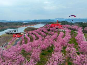 Cherry blossom trees in Hangzhou, China