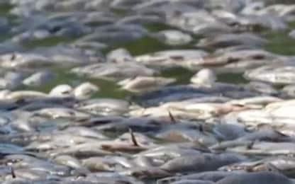 Australia, moria in massa di pesci nel fiume Nuovo Galles del Sud