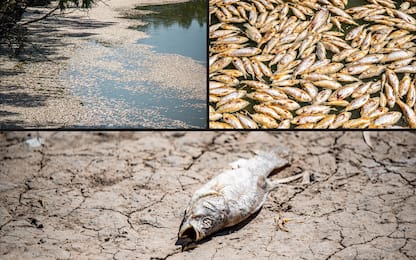 Australia, migliaia di pesci morti a causa di caldo e siccità. FOTO