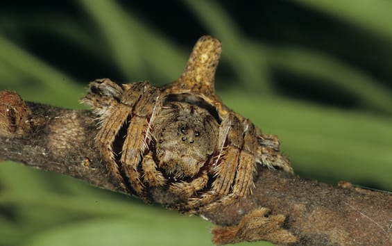 Australia, scoperta nuova specie di ragno gigante Sky TG24