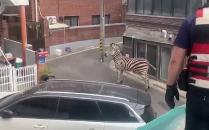 Seul, zebra scappa dallo zoo e vaga per le strade della città. VIDEO