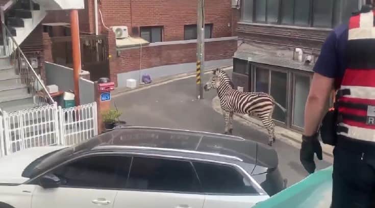 La zebra durante la sua fuga per le strade di Seoul