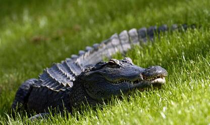 Florida, bimbo scomparso trovato morto in bocca a un alligatore
