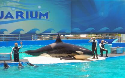 Miami, l'orca Lolita sarà liberata dopo 53 anni nel Seaquarium