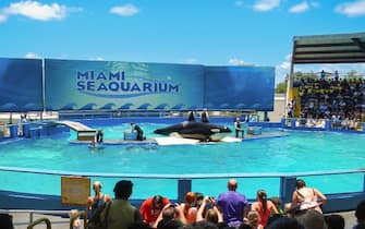 Orca Lolita