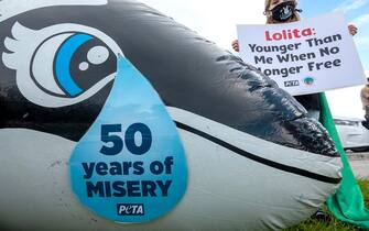 epa09241650 Activists from 'PETA' and 'Animal Hero Kids' protest to demand freedom for the orca 'Lolita', who has spent 50 years in captivity, outside the Miami Seaquarium in Miami, Florida, USA, 01 June 2021. The orca Lolita is a captive killer whale that has lived at the Miami Seaquarium since 24 September 1970. Her captivity has generated controversy due to the small dimensions of her enclosure. PETA, People for Ethical Treatment of Animals, and Animal Hero Kids, are animal rights activist organizations.  EPA/CRISTOBAL HERRERA-ULASHKEVICH