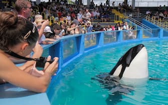 The audience at the Miami Seaquarium watching Lolita the killer whale at its 40th anniversary performance.  (Photo by: Jeff Greenberg/Universal Images Group via Getty Images)