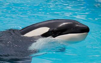 An Orca, killer whale at Miami Seaquarium.  (Photo by: Jeff Greenberg/Universal Images Group via Getty Images)