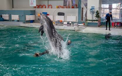 Ucraina, delfini in fuga dalla guerra divertono i bambini in Romania