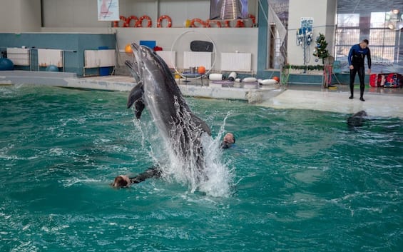 Ukraine, dolphins fleeing war entertain children in Romania