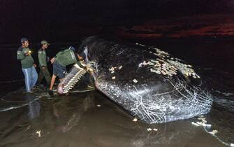 Bali, found two sperm whales and a beached whale in a few days