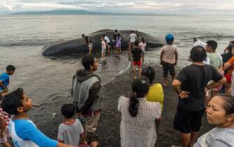 Villagers look at a dead sperm whale (Physeter Macrocephalus) that was stranded at Yeh Malet beach, in Klungkung, on April 5, 2023. (Photo by DICKY BISINGLASI / AFP) (Photo by DICKY BISINGLASI/AFP via Getty Images)